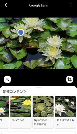 花にカメラを向けると調べられる