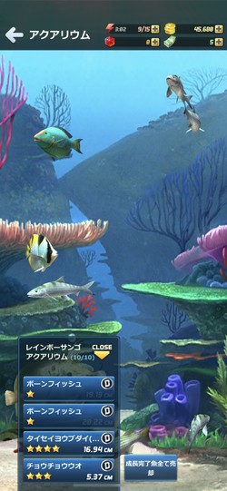 釣った魚はアクアリウムで飼育
